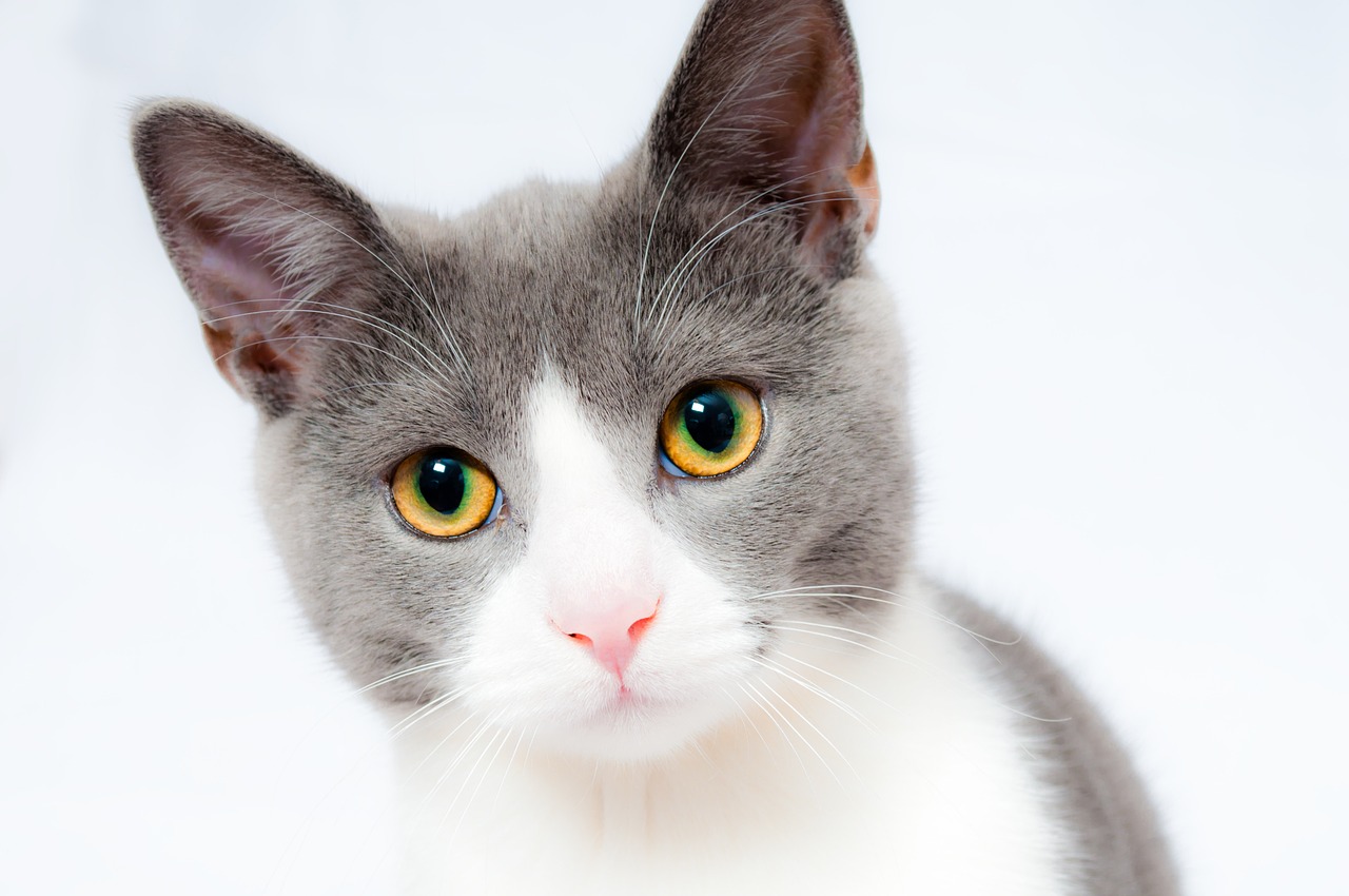 The Most Popular Exotic Cat Breeds and Their Traits